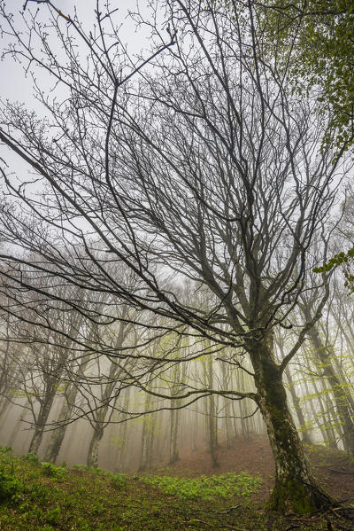 Trunk and branches in the fog, Foreste Casentinesi NP, Emilia Romagna district, Italy