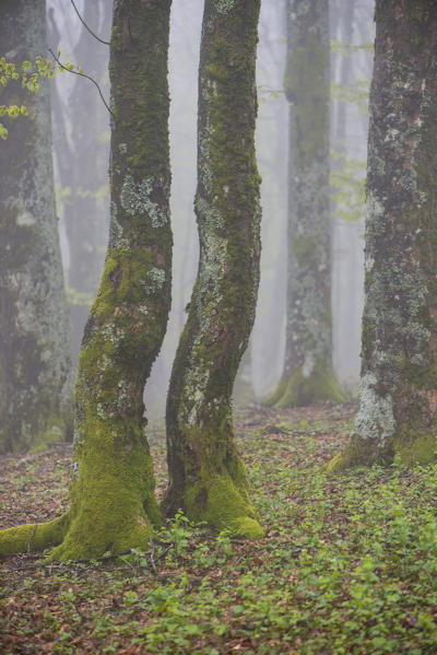 Forest in Autumn, Foreste Casentinesi NP, Emilia Romagna district, Italy