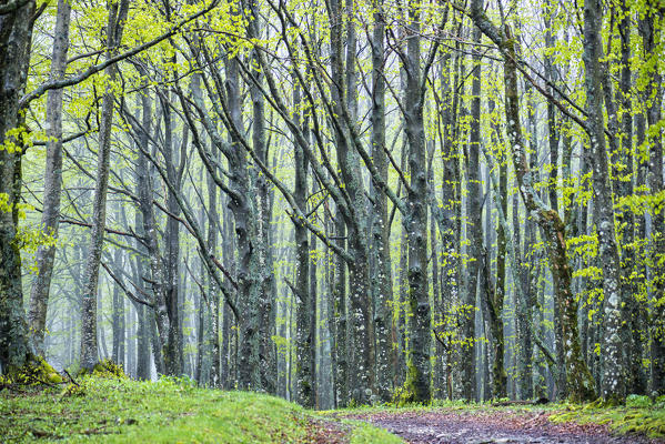 Forest in Autumn, Foreste Casentinesi NP, Emilia Romagna district, Italy
