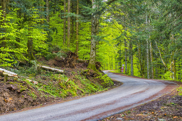 Road with curves in the forest,  Foreste Casentinesi NP, Emilia Romagna district, Italy