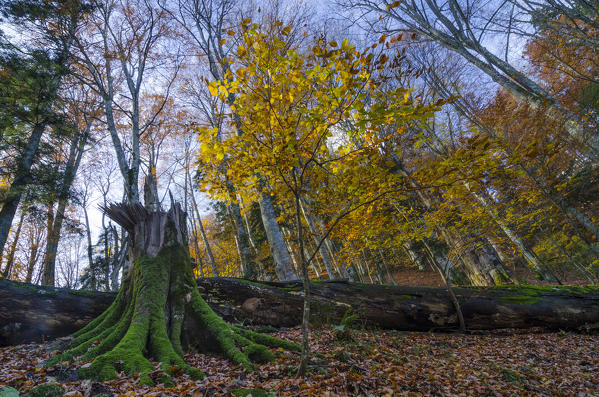 Old trunk, Sasso Fratino Integral Natural Reserve, Emilia Romagna district, Italy