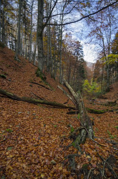 Underwood, Sasso Fratino Integral Natural Reserve, Emilia Romagna district, Italy