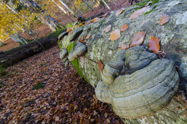 Saprophyte mushrooms on an old trunk in Autumn, Sasso Fratino Integral Natural Reserve, Emilia Romagna, Italy