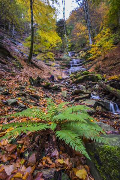 Waterfall in Autumn, Sasso Fratino Integral Natural Reserve, Emilia Romagna district, Italy