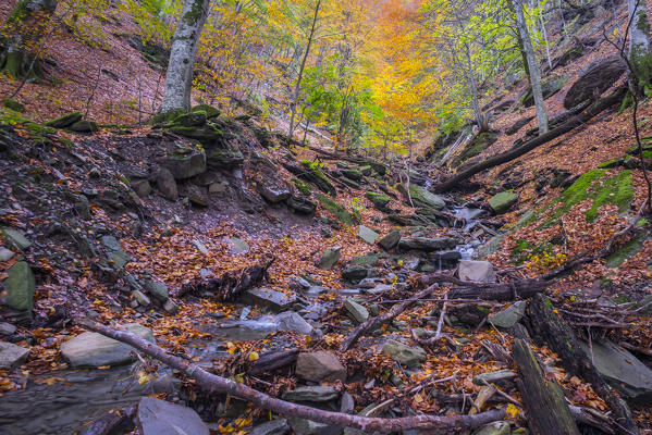Underwood, Sasso Fratino Integral Natural Reserve, Emilia Romagna district, Italy