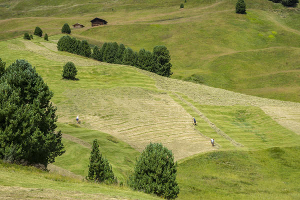 Workers on the meadows, Odle range, Dolomites, Sudtirol, Italy