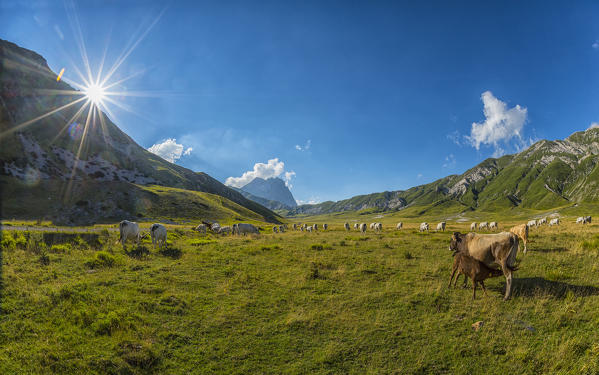 Italy, Abruzzo, Gran Sasso e Monti della Laga National Park, Cows on plateau Campo Imperatore