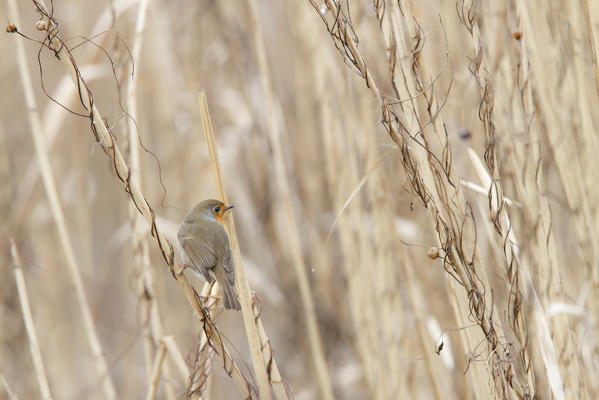 Sebino Natural Reserve, Lombardy, Italy. Robin.