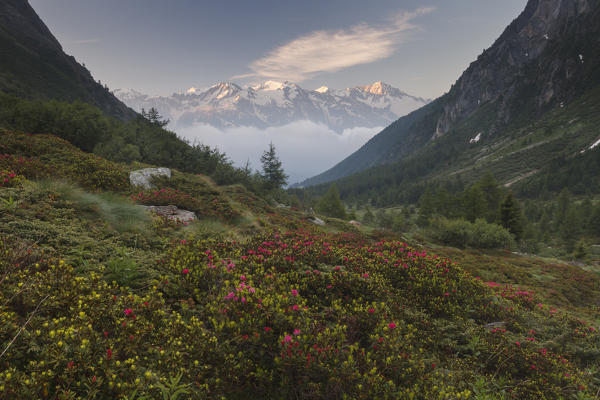 Stelvio National Park,Lombardy, Italy. Cane valley