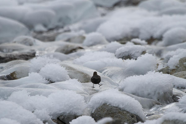 Lombardy, Italy. Dipper