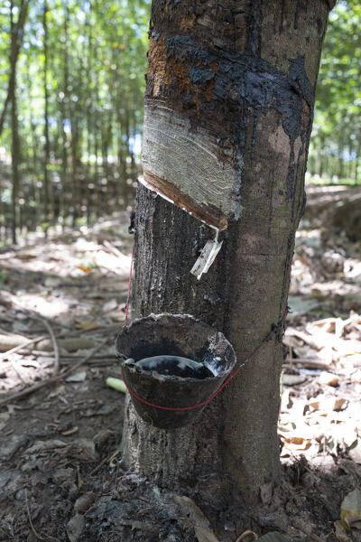 Africa, Malawi, Northern region, Nkhata bay district, Rubber plantation. 