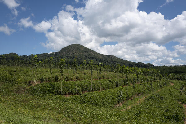 Africa, Malawi, Northern region, Nkhata bay district, Rubber plantation. 