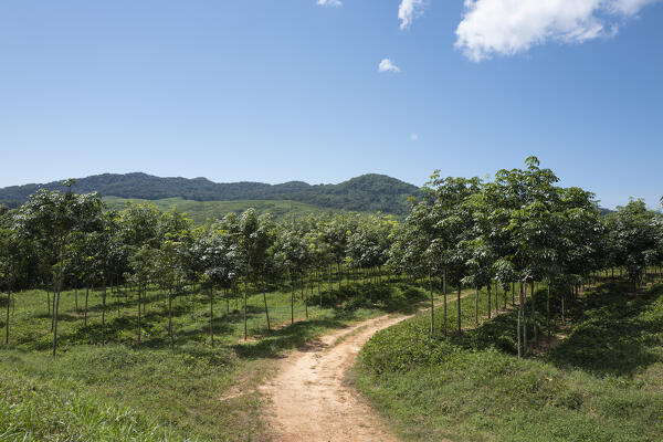 Africa, Malawi, Northern region, Nkhata bay district, Rubber plantation. 