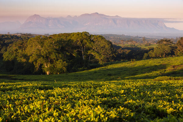 Africa, Malawi, Southern Africa, Thiolo district, Cultivations of tea.