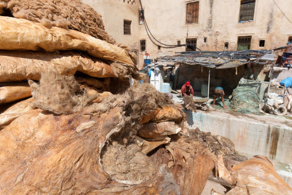 North Africa,Morocco,Fes district,Fez Tannery,Chouara Tannery. Leather processing