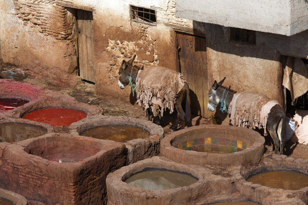 North Africa,Morocco,Fes district,Fez Tannery,Chouara Tannery. Leather processing