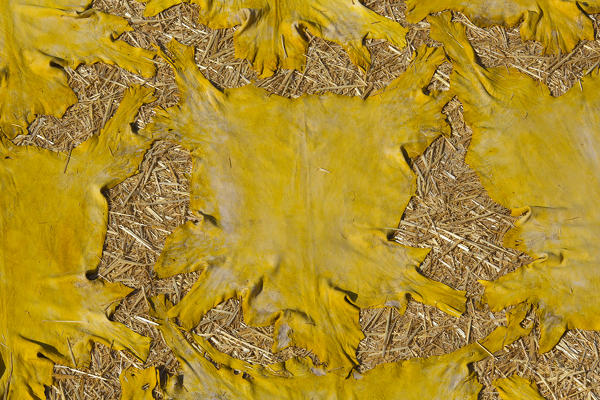 North Africa,Morocco,Fes district,Fez Tannery,Chouara Tannery. Leather processing