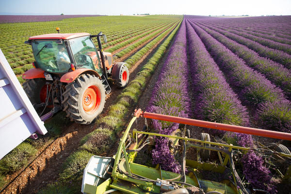 Europe, France,Provence Alpes Cote d'Azur,Plateau of Valensole.Workers begin harvesting first rows of lavender 