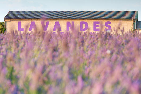 Europe, France,Provence Alpes Cote d'Azur,Plateau de Valensole. Farm lavander 
