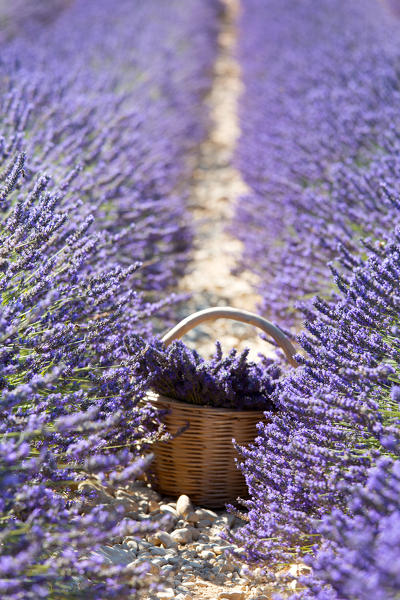 Europe, France,Provence Alpes Cote d'Azur,Plateau of Valensole.Lavender Basket