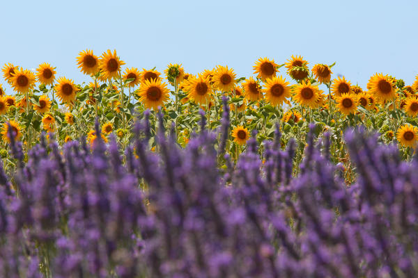 Europe, France,Provence Alpes Cote d'Azur,Plateau of Valensole.Lavender Field 