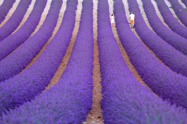 Europe, France,Provence Alpes Cote d'Azur,Plateau of Valensole.Lavender Field