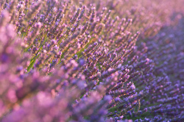 Europe, France,Provence Alpes Cote d'Azur,Plateau of Valensole.Lavender Flowers