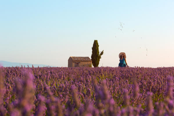 Europe, France,Provence Alpes Cote d'Azur,Plateau of Valensole.Lavender Field  