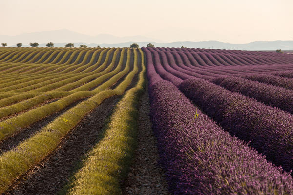 Europe, France,Provence Alpes Cote d'Azur,Plateau of Valensole.Lavender Field 