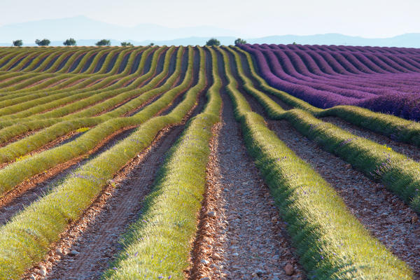 Europe, France,Provence Alpes Cote d'Azur,Plateau of Valensole.Lavender Field 