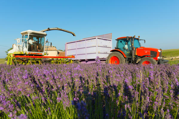 Europe, France,Provence Alpes Cote d'Azur,Plateau of Valensole.Workers begin harvesting first rows of lavender 