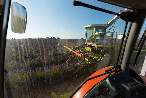 Europe, France,Provence Alpes Cote d'Azur,Plateau de Valensole.Workers begin harvesting first rows of lavender 