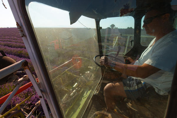 Europe, France,Provence Alpes Cote d'Azur,Plateau de Valensole.Workers begin harvesting first rows of lavender 