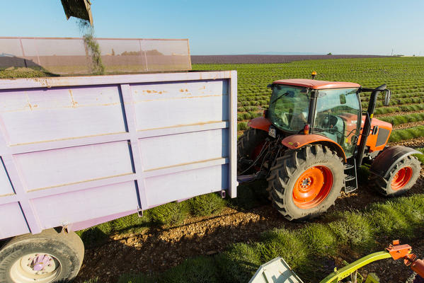 Europe, France,Provence Alpes Cote d'Azur,Plateau de Valensole.Workers begin harvesting first rows of lavender 
