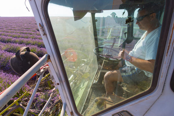 Europe, France,Provence Alpes Cote d'Azur,Plateau de Valensole.Workers begin harvesting first rows of lavender 