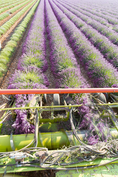 Harvesting first rows of lavender in a field in Provence. Plateau de Valensole, Provence Alpes Cote d'Azur,France