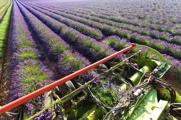 Europe, France,Provence Alpes Cote d'Azur,Plateau de Valensole.Harvesting first rows of lavender 