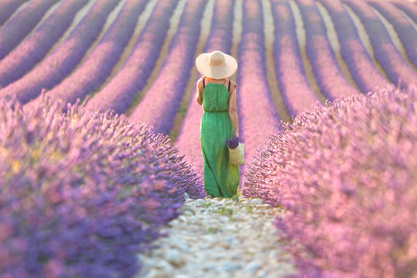 Europe, France,Provence Alpes Cote d'Azur,Plateau of Valensole. Woman in lavender field.