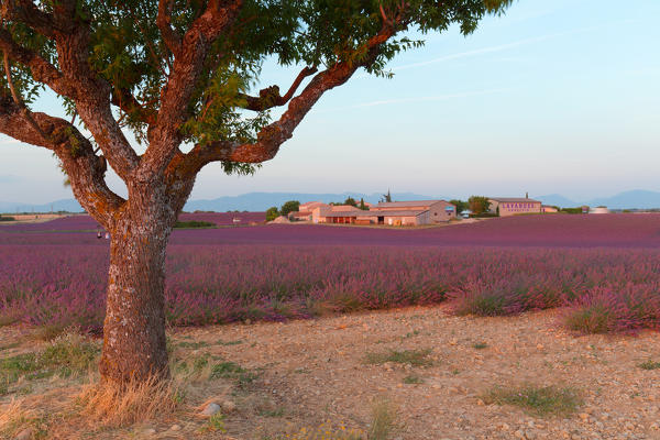 Europe, France,Provence Alpes Cote d'Azur,Plateau de Valensole. Farm lavander 