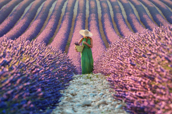 Europe, France,Provence Alpes Cote d'Azur,Plateau de Valensole.Woman in lavender field.