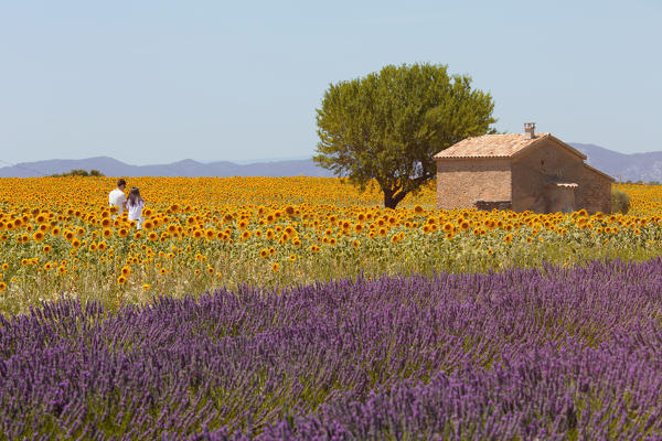 Europe, France,Provence Alpes Cote d'Azur,Plateau de Valensole.Couple among flowers 