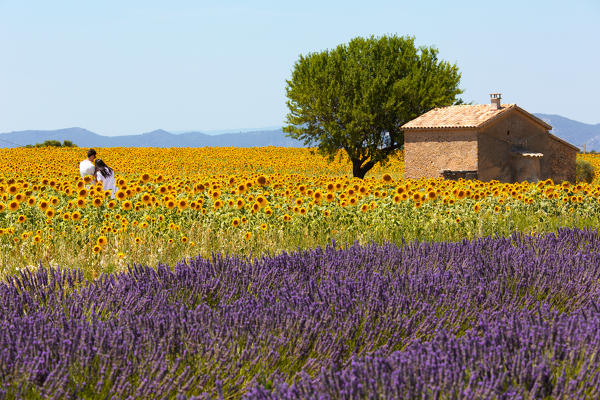 Europe, France,Provence Alpes Cote d'Azur,Plateau de Valensole.Couple among flowers