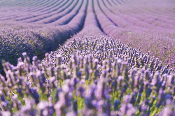 Europe, France,Provence Alpes Cote d'Azur,Plateau de Valensole.Lavender Rows 