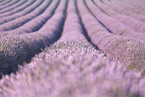 Europe, France,Provence Alpes Cote d'Azur,Plateau de Valensole.Lavender Rows