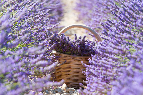 Europe, France,Provence Alpes Cote d'Azur,Plateau de Valensole.Lavender Basket 