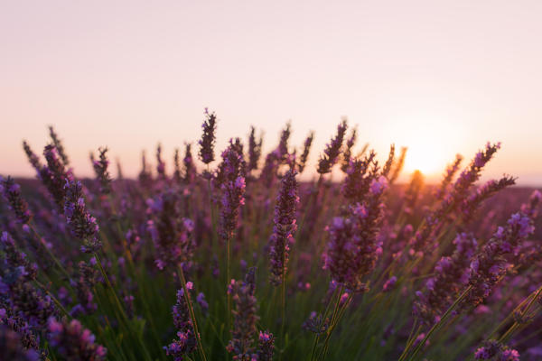 Europe, France,Provence-Alpes-Cote d'Azur,Plateau de Valensole .
