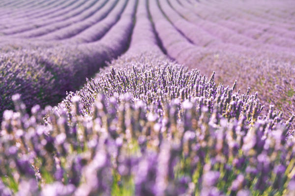 Europe, France,Provence Alpes Cote d'Azur,Plateau de Valensole .