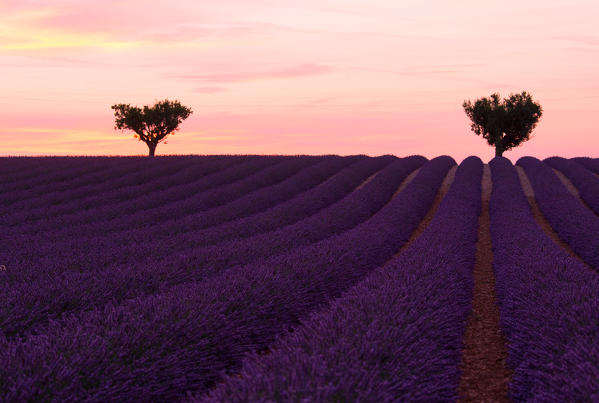 Europe, France,Provence Alpes Cote d'Azur,Plateau de Valensole .