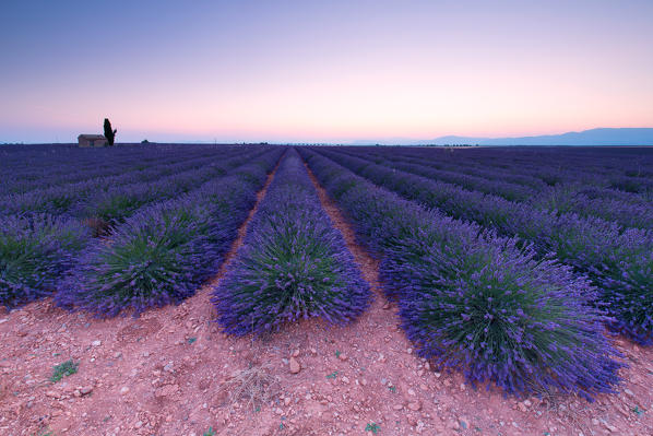 Europe, France,Provence Alpes Cote d'Azur,Plateau de Valensole .