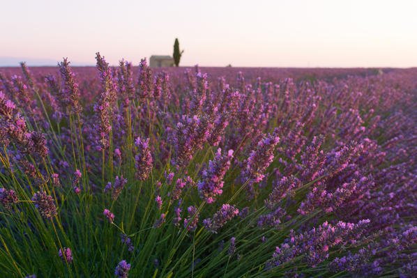 Europe, France,Provence Alpes Cote d'Azur,Plateau de Valensole .
